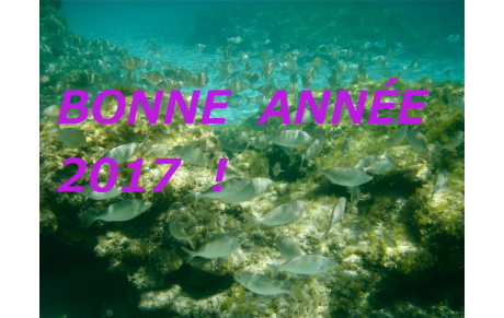 Bonne année !